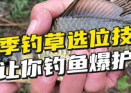 新手学钓鱼技巧（快速入门）