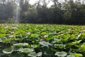 夏天荷花池钓鱼的技巧和方法（享受夏日清凉）