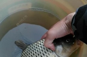 冬季钓鲤技巧（河流野钓鲤鱼的实用技巧）