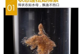 粉钓鱼技巧（用粉钓鱼）