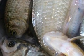 夏天野河野钓大鲫鱼的技巧（揭秘夏天野河野钓大鲫鱼的最佳时机与技巧）