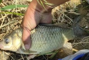 野钓流水技巧大揭秘（熟练掌握这些技巧）