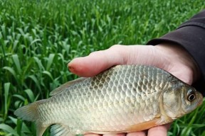 海南冬季野钓鲫鱼技巧（海南冬季钓鲫鱼的必备技巧与经验分享）