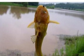 雨后钓鱼的技巧与方法（掌握关键时刻）