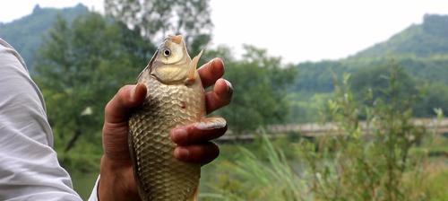 海岸钓鱼技巧（掌握钓鱼基本技巧，提高钓鱼成功率）  第3张