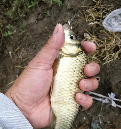 暴雨钓鱼的高效技巧（应对恶劣天气，钓鱼无惧无畏）  第1张