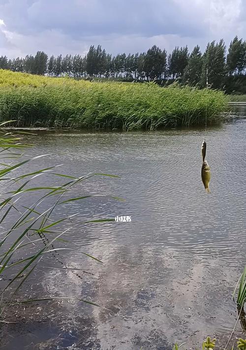 初秋雨天钓鱼的技巧（北方湖泊雨天垂钓攻略）  第2张