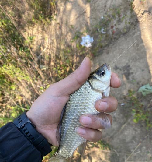 北方夏季野钓大鲫鱼的技巧（技巧与经验分享，让你收获满满）  第3张