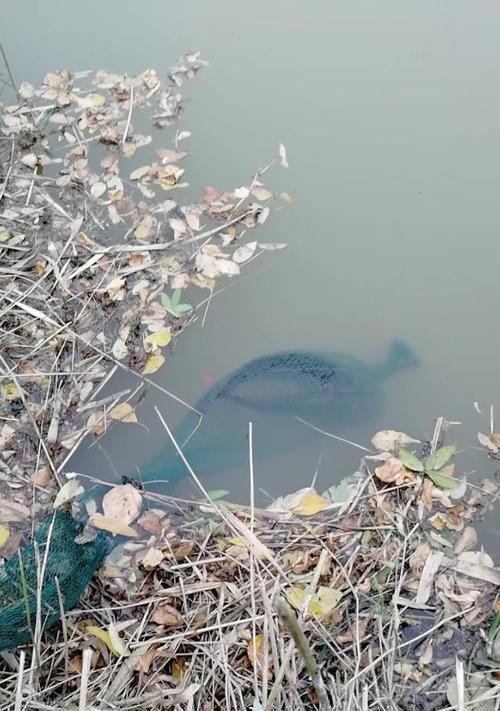 钓鱼大师教你避风港钓鱼技巧（挑战风浪、追逐大鱼，掌握这一个关键技巧让你享受极致钓鱼体验）  第3张