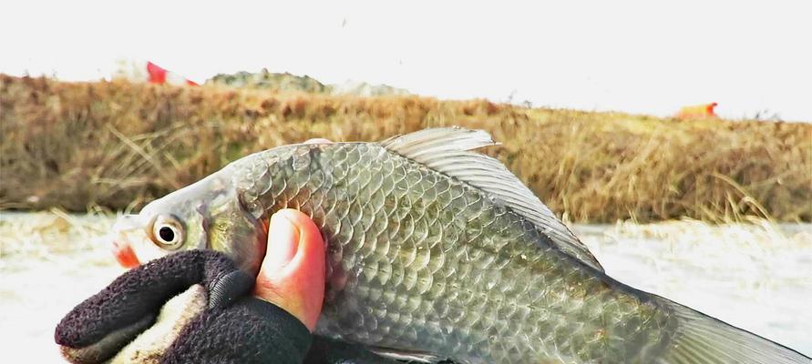 避风塘农庄钓鱼技巧（探索避风塘农庄的钓鱼技巧，钓上美味佳肴）  第2张