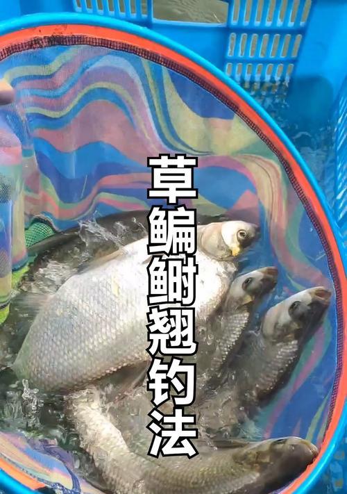 鳊鱼的习性和垂钓技巧（探秘鳊鱼生态与成功钓鳊的秘籍）  第1张