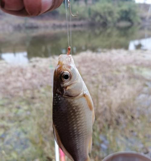 冰钓调漂的最灵敏技巧（提升冰钓调漂的敏感度，捕获更多鱼群）  第2张