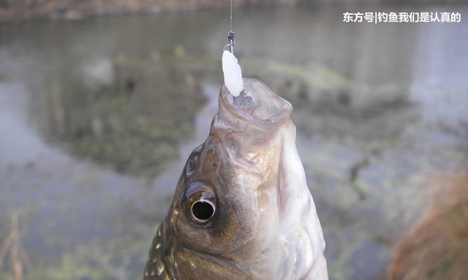 冰钓黑坑鲤鱼调漂技巧（掌握冰钓黑坑鲤鱼的调漂技巧，提升钓鱼成功率）  第3张