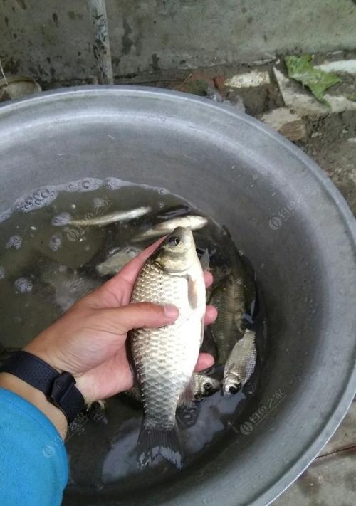 冰窟窿冬钓鲫鱼的技巧（揭秘冰上捕获丰盛美味的关键要点）  第3张