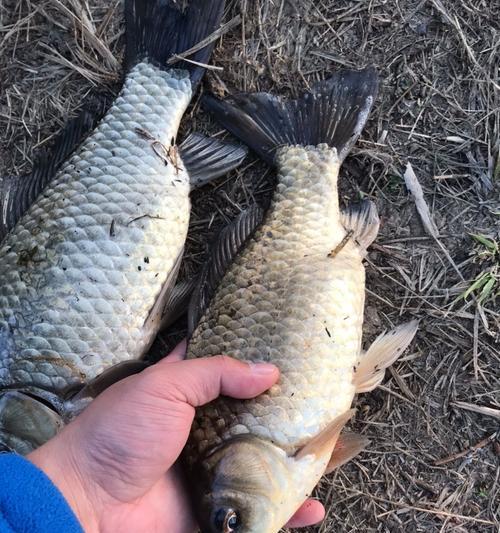 冰鳞蓝鱼钓鱼技巧（探秘冰鳞蓝鱼钓鱼的窍门与技巧）  第3张