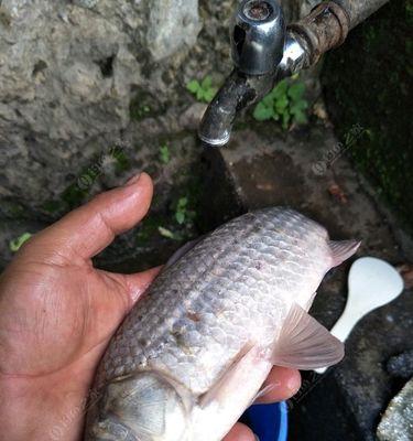 掌握串钩钓鱼草鱼的技巧（有效钓获草鱼的专业技术指南）  第1张