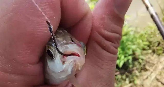 流水钓鲫鱼技巧（钓鲫鱼的最佳方法和技巧）  第3张