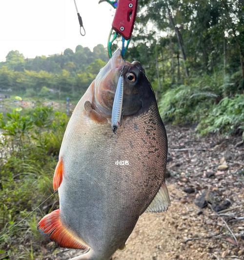 秋季垂钓淡水白鲳技巧分析（解密垂钓淡水白鲳的有效技巧）  第1张