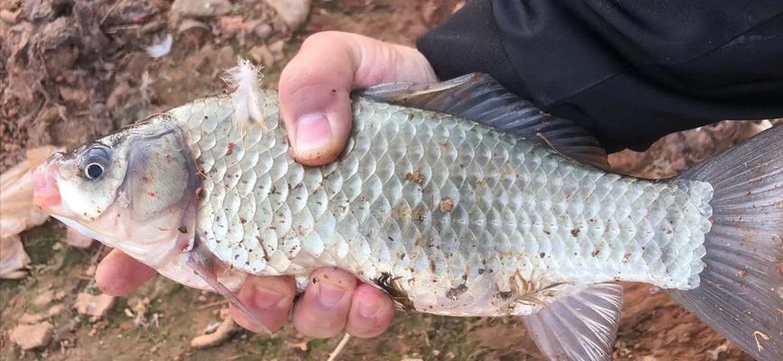 垂钓钓鱼小技巧（提高垂钓成功率的实用技巧）  第3张