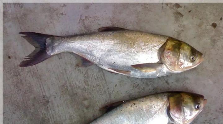 垂钓鲢鳙的最佳上饵方法和技巧（提高钓鲢鳙的效果，让垂钓更加得心应手）  第1张