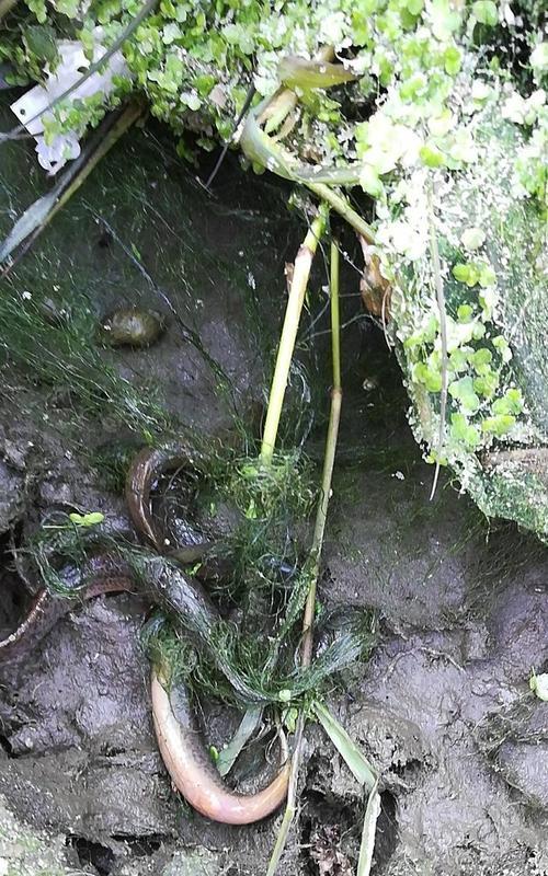 垂钓泥鳅的技巧与心得（掌握泥鳅垂钓的关键，享受放松休闲的乐趣）  第2张