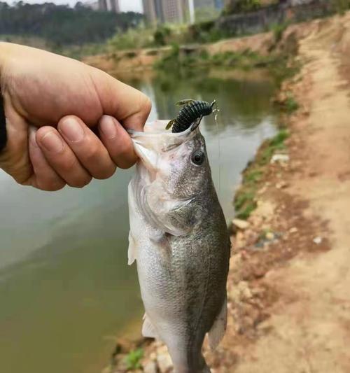 垂钓鱼线选择的技巧（掌握垂钓鱼线选择的关键，提高钓鱼效果）  第1张