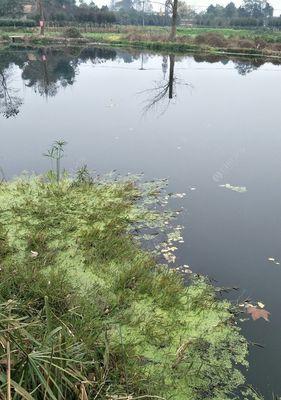 春雨中的钓鱼技巧（春天阴雨天气下钓鱼的技巧与经验分享）  第1张