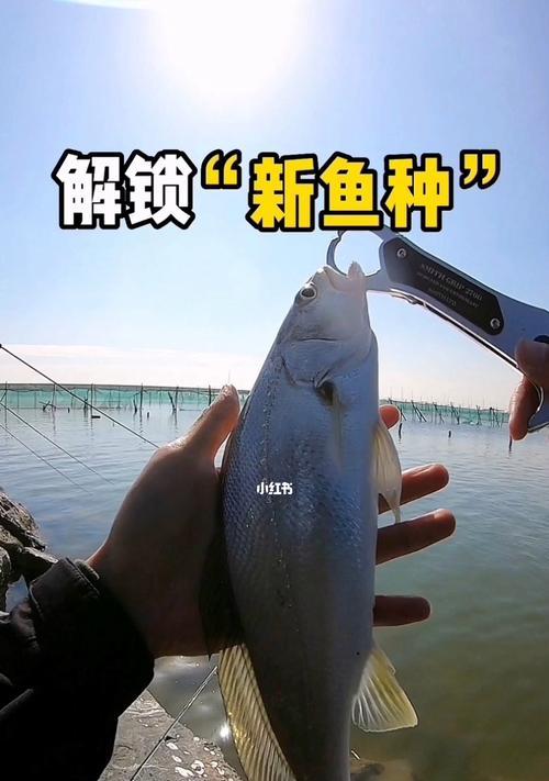 春天海边钓鱼技巧（掌握关键诀窍，享受海岛乐趣）  第2张