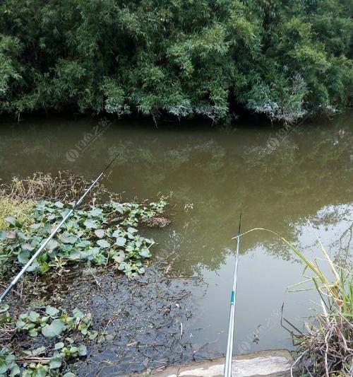 夏日河边钓鱼技巧大揭秘（掌握关键技巧，成为河边钓鱼高手）  第2张