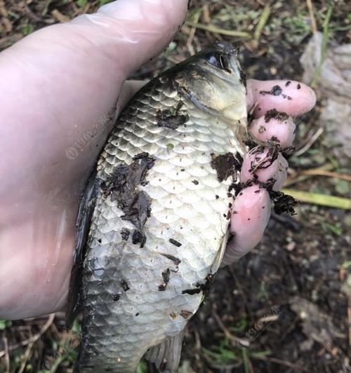 春雨绵绵下的钓鱼技巧（雨中垂钓的乐趣与技巧）  第3张