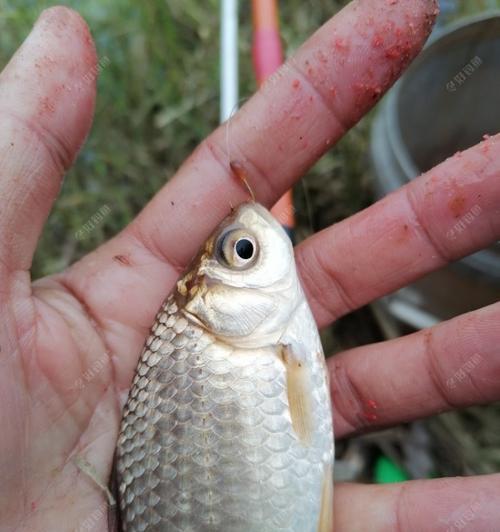 掌握搓饵野钓鲤鱼的技巧（让你钓鲤如鱼得水）  第3张