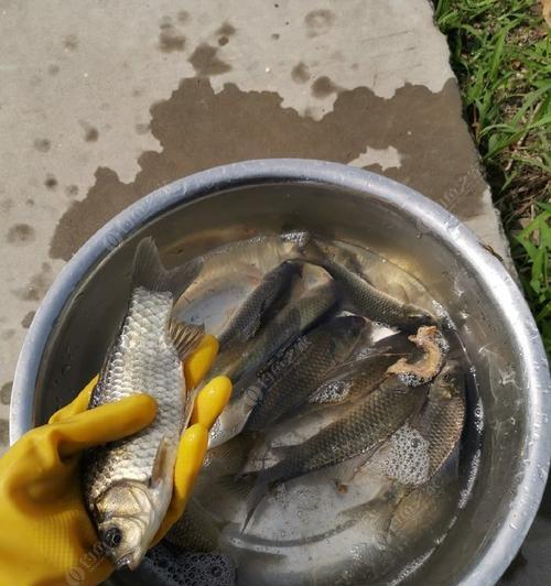 冬日大风降温野钓鲫鱼的技巧（应对恶劣气候，钓到满满一桶鲫鱼的秘诀）  第3张