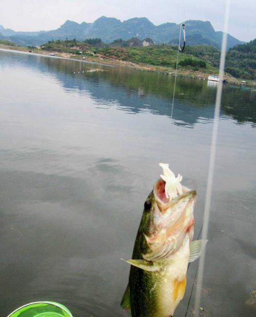 钓鱼技巧与饵料应用（掌握鱼儿的秘密，成为钓鱼高手）  第1张