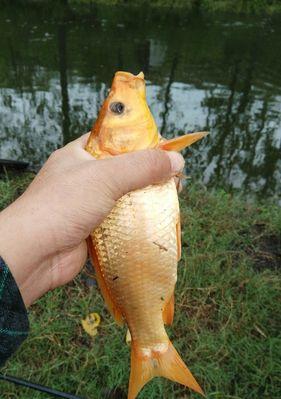 夏季钓鱼技巧，让你轻松战胜钓鱼荒（夏天钓不到鱼？这些技巧让你捕获满满的渔获！）  第1张