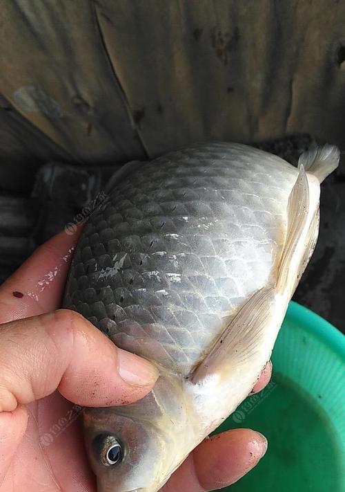 钓鲫鱼技巧大揭秘（池塘钓鲫鱼，挂食技巧让你收获满满）  第3张