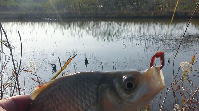 钓鲫鱼技巧大揭秘（池塘钓鲫鱼，挂食技巧让你收获满满）  第2张