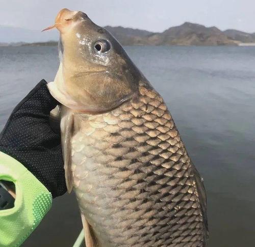 大河野钓鲫鱼的窝选技巧（钓鲫鱼窝选关键诀窍及技巧分享）  第2张