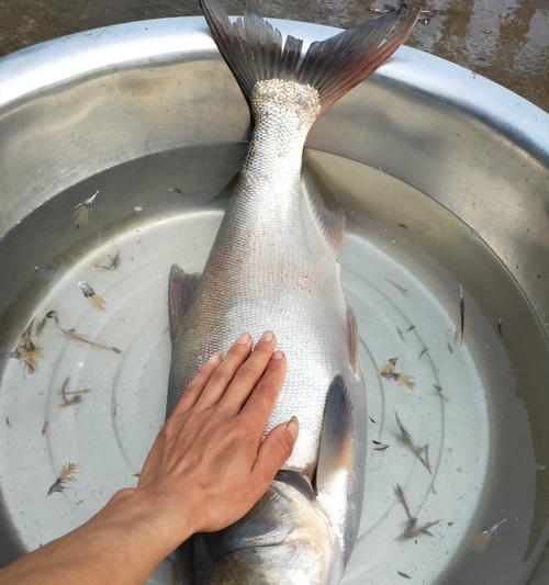 钓鲢鳙的3个小妙招，让你轻松钓到满满一桶鱼（从钓位选择到饵料搭配，这3个技巧助你成为鲢鳙钓手）  第3张