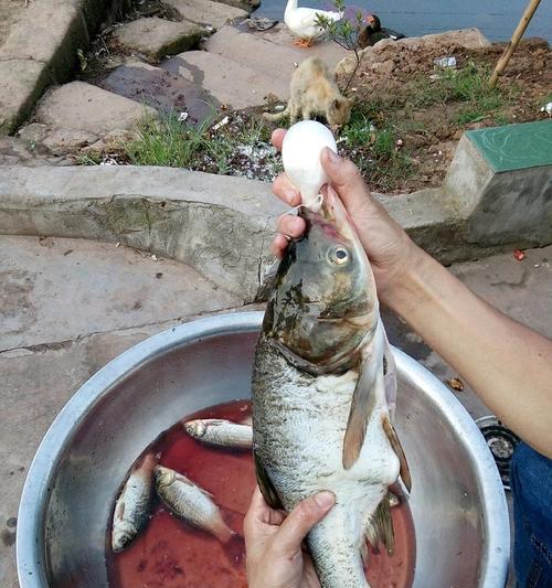 钓鱼技巧饵料自制配方（探索成功的秘诀，让你的钓鱼更上一层楼）  第1张