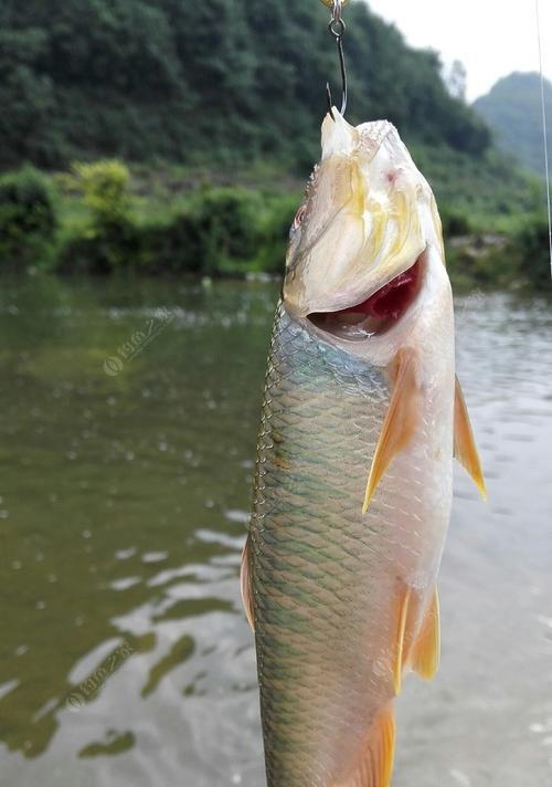 掌握钓鱼技巧，有效挂鱼饵（关键技巧、装备选择与实操指南）  第1张