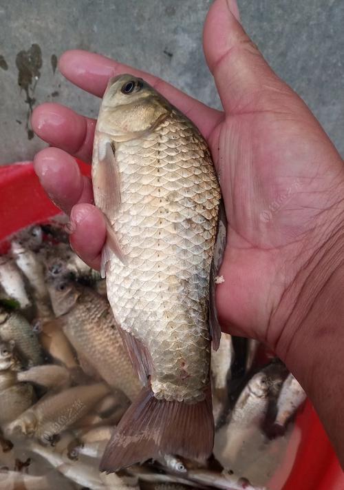 钓鱼鲫鲤草青开饵的技巧（掌握这些技巧，让你钓到更多的鲫鲤）  第3张