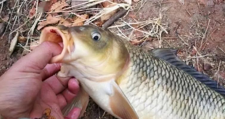 河里钓鱼开饵料技巧（掌握钓鱼开饵料的关键，让你的钓鱼更加）  第1张