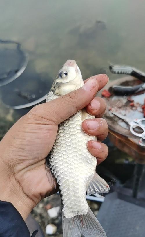 钓鱼双钩挂线虫的技巧大揭秘（掌握挂线虫技巧，提高钓鱼成功率）  第2张