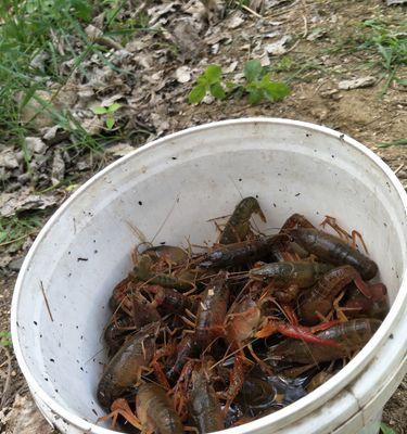 钓鱼虾肉挂钩技巧（掌握精湛技巧，提升钓鱼虾肉成功率）  第3张