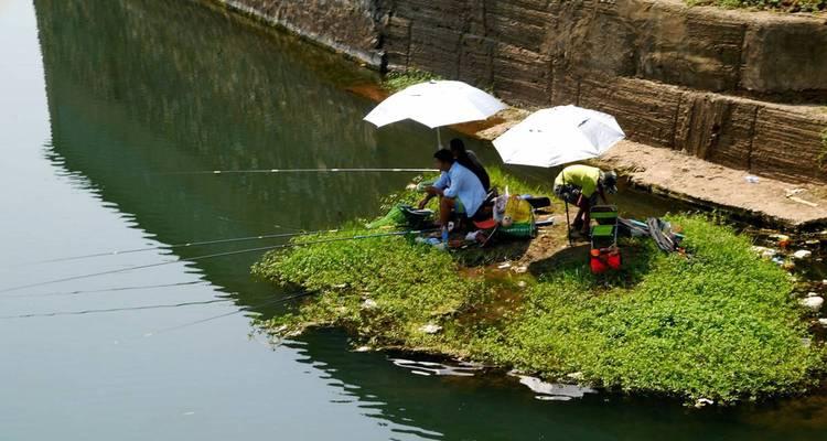 夏日钓鱼小技巧——钓草的秘诀（把握好时机，享受钓鱼乐趣）  第3张