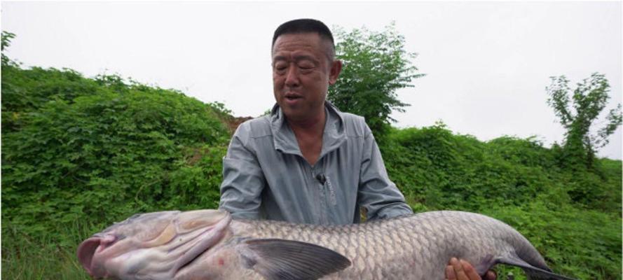 钓大青鱼，东北春季技巧（掌握正确技巧，提升钓大青鱼成功率）  第2张