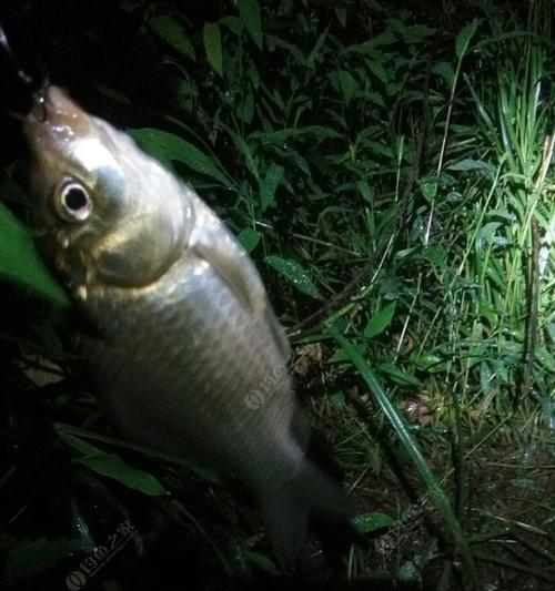 冬夜钓鲤鱼的技巧与经验（享受冬夜钓鲤鱼的乐趣与窍门）  第1张