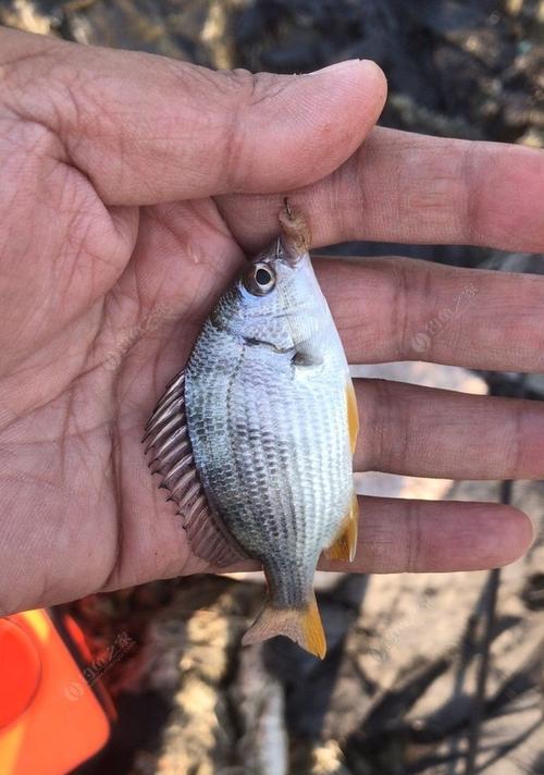 东海岸钓鱼技巧教学（掌握东海岸钓鱼的关键技巧，提升你的垂钓水平！）  第1张