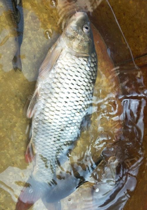 冬季5月野钓鲤鱼的技巧与方法（探寻冬季野钓鲤鱼的窍门，提高钓友的钓鱼技巧）  第1张