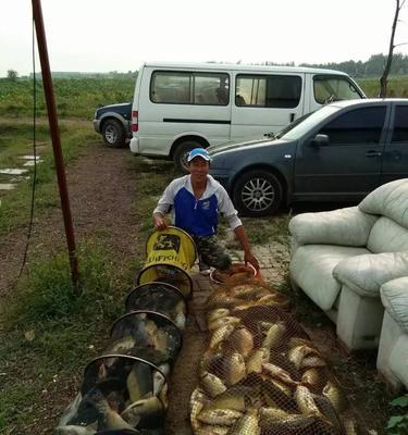 冬天黑坑垂钓鲤鱼技巧（冬季黑坑垂钓鲤鱼）  第1张